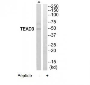 Western blot analysis of extracts from Jurkat cells, using TEAD3 antibody.The lane on the right is treated with the synthesized peptide.