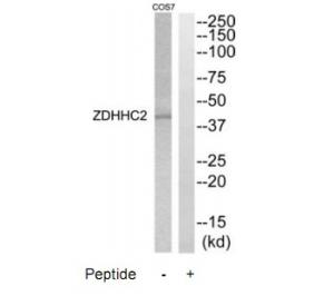 Western blot analysis of extracts from COS7 cells, using ZDHHC2 antibody.The lane on the right is treated with the synthesized peptide.