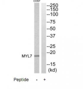 Western blot analysis of extracts from COS7 cells, using MYL7 antibody.The lane on the right is treated with the synthesized peptide.