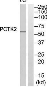 Western blot analysis of extracts from A549 cells, using PCTK2 Antibody.The lane on the right is treated with the synthesized peptide.