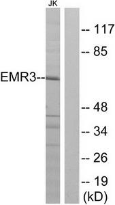 Western blot analysis of extracts from Jurkat cells, using EMR3 antibody.The lane on the right is treated with the synthesized peptide.
