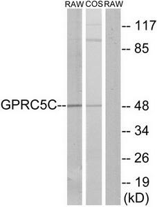 Western blot analysis of extracts from RAW264.7 cells and COS-7 cells, using GPRC5C antibody.The lane on the right is treated with the synthesized peptide.