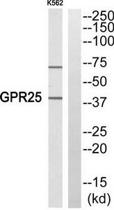 Western blot analysis of extracts from K652 cells, using GPR25 antibody.The lane on the right is treated with the synthesized peptide.