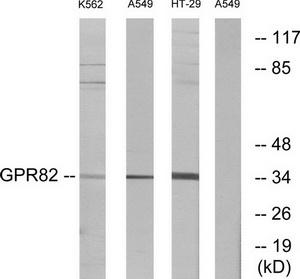 Western blot analysis of extracts from K562 cells, A549 cells and HT-29 cells, using GPR82 antibody.The lane on the right is treated with the synthesized peptide.