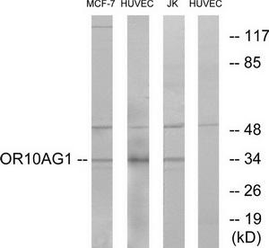 Western blot analysis of extracts from MCF-7 cells, HUVEC cells and Jurkat cells, using OR10AG1 antibody.The lane on the right is treated with the synthesized peptide.