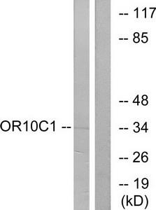 Western blot analysis of extracts from LOVO cells, using OR10C1 antibody.The lane on the right is treated with the synthesized peptide.