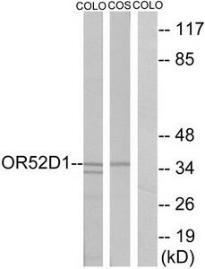 Western blot analysis of extracts from COLO cells and COS cells, using OR52D1 antibody.The lane on the right is treated with the synthesized peptide.