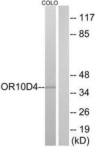 Western blot analysis of extracts from COLO cells, using OR10D4 antibody.The lane on the right is treated with the synthesized peptide.