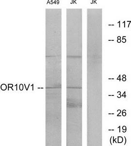 Western blot analysis of extracts from A549 cells and Jurkat cells, using OR10V1 antibody.The lane on the right is treated with the synthesized peptide.