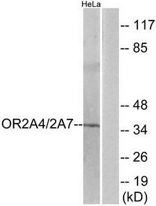 Western blot analysis of extracts from HeLa cells, using OR2A4/2A7 antibody.The lane on the right is treated with the synthesized peptide.