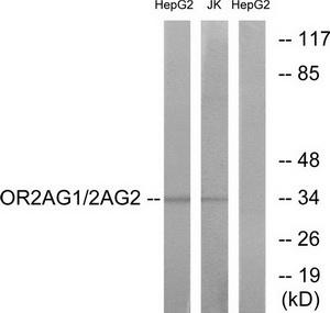 Western blot analysis of extracts from HepG2 cells and Jurkat cells, using OR2AG1/2AG2 antibody.The lane on the right is treated with the synthesized peptide.