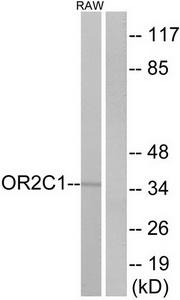 Western blot analysis of extracts from RAW264.7 cells, using OR2C1 antibody.The lane on the right is treated with the synthesized peptide.