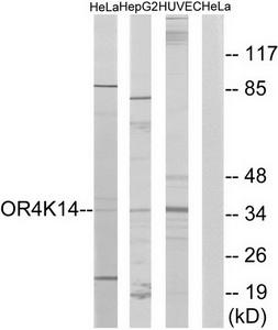 Western blot analysis of extracts from HeLa cells, HepG2 cells and HUVEC cells, using OR4K14 antibody.The lane on the right is treated with the synthesized peptide.
