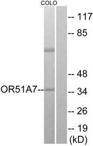 Western blot analysis of extracts from COLO cells, using OR51A7 antibody.The lane on the right is treated with the synthesized peptide.