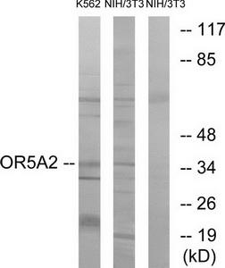 Western blot analysis of extracts from K562 cells and NIH/3T3 cells, using OR5A2 antibody.The lane on the right is treated with the synthesized peptide.