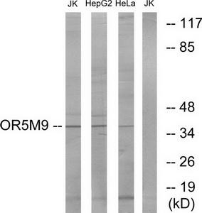 Western blot analysis of extracts from Jurkat cells, HepG2 cells and HeLa cells, using OR5M9 antibody.The lane on the right is treated with the synthesized peptide.
