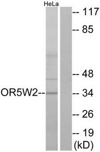Western blot analysis of extracts from HeLa cells, using OR5W2 antibody.The lane on the right is treated with the synthesized peptide.