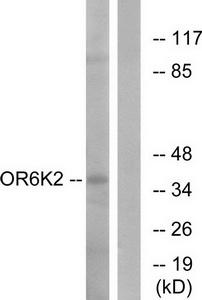 Western blot analysis of extracts from HeLa cells, using OR6K2 antibody.The lane on the right is treated with the synthesized peptide.