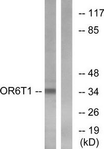 Western blot analysis of extracts from HeLa cells, using OR6T1 antibody.The lane on the right is treated with the synthesized peptide.