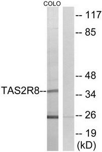 Western blot analysis of extracts from COLO cells, using TAS2R8 antibody.The lane on the right is treated with the synthesized peptide.