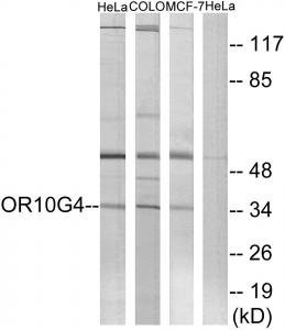 Western blot analysis of extracts from HeLa cells, COLO cells and MCF-7cells, using OR10G4 antibody.The lane on the right is treated with the synthesized peptide.