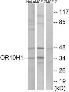 Western blot analysis of extracts from HeLa cells and MCF-7 cells, using OR10H1 antibody.The lane on the right is treated with the synthesized peptide.