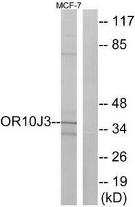 Western blot analysis of extracts from MCF-7 cells, using OR10J3 antibody.The lane on the right is treated with the synthesized peptide.
