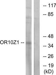 Western blot analysis of extracts from COS-7 cells, using OR10Z1 antibody.The lane on the right is treated with the synthesized peptide.