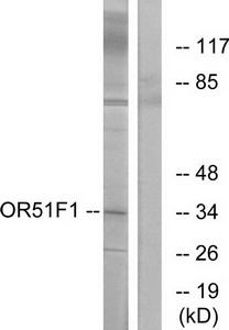 Western blot analysis of extracts from K562 cells, using OR51F1 antibody.The lane on the right is treated with the synthesized peptide.