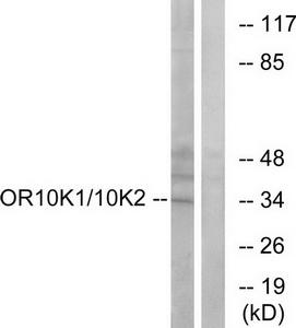 Western blot analysis of extracts from HepG2 cells, using OR10K1/10K2 antibody.The lane on the right is treated with the synthesized peptide.