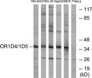 Western blot analysis of extracts from HeLa cells, HUVEC cells, Jurkat cells, HepG2 cells and MCF-7 cells, using OR1D4/1D5 antibody.The lane on the right is treated with the synthesized peptide.