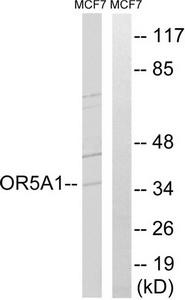 Western blot analysis of extracts from MCF-7 cells, using OR5A1 antibody.The lane on the right is treated with the synthesized peptide.
