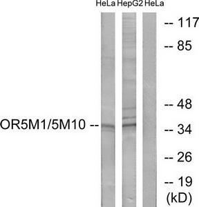 Western blot analysis of extracts from HeLa cells and HepG2 cells, using OR5M1/5M10 antibody.The lane on the right is treated with the synthesized peptide.
