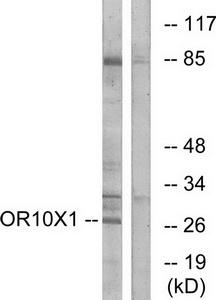 Western blot analysis of extracts from COLO cells, using OR10X1 antibody.The lane on the right is treated with the synthesized peptide.