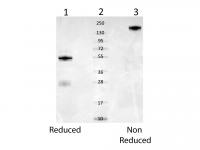 Gel: 8%SDS-PAGE<br>Lysate: 40 μg<br>Lane: HepG2 cells<br>Primary antibody: TA350403 (SEPTIN2 Antibody) at dilution 1/400<br>Secondary antibody: Goat anti rabbit IgG at 1/8000 dilution<br>Exposure time: 10S
