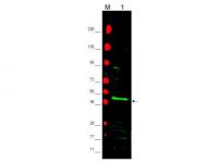 Gel: 6%SDS-PAGE<br>Lysate: 40 μg<br>Lane 1-4: NIH/3T3 cells<br>A172 cells<br>hela cells<br>PC3 cells<br>Primary antibody: TA350197 (PPP1R12A Antibody) at dilution 1/350<br>Secondary antibody: Goat anti rabbit IgG at 1/8000 dilution<br>Exposure time: 40 seconds