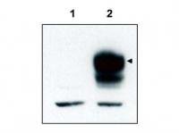 Gel: 12%SDS-PAGE<br>Lysate: 40 μg<br>Lane 1-6: 293T cells<br>Hela cells<br>Lovo cells<br>Raji cells<br>HUEVC cells<br>Mouse spleen tissue<br>Primary antibody: TA350399 (SENP8 Antibody) at dilution 1/600<br>Secondary antibody: Goat anti rabbit IgG at 1/8000 dilution<br>Exposure time: 20 seconds