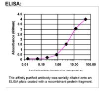 ELISA: NPAS4 Antibody