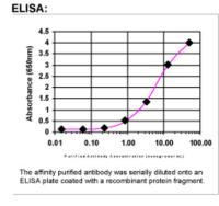 ELISA: WDFY3 Antibody