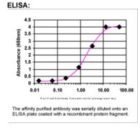 ELISA: Osteoprotegerin Antibody
