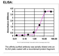 ELISA: LIN28B Antibody