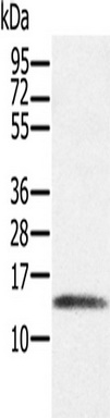 Gel: 12%SDS-PAGE, Lysate: 40 ug, Lane: Human placenta tissue, Primary antibody: (PAGE1 Antibody) at dilution 1/200, Secondary antibody: Goat anti rabbit IgG at 1/8000 dilution, Exposure time: 3 minutes