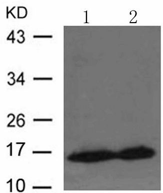 Predicted band size: 16 kDa. Positive control: MCF-7 and HT-29 cells lysate. Recommended dilution: 1/ 500-1000. (Gel: 12%SDS-PAGE Lane 1, 2: MCF-7 and HT-29 cells lysate Lysates: 30 ug per lane Primary antibody: 1/500 dilution Secondary antibody: Goat anti Rabbit IgG - H&L (HRP) at 1/10000 dilution Exposure time: 1 minute)