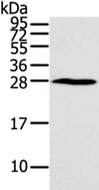 Western blot analysis of extracts of various cell lines, using NOL12 antibody (TA379201) at 1:3000 dilution.|Secondary antibody: HRP Goat Anti-Rabbit IgG (H+L) at 1:10000 dilution.|Lysates/proteins: 25ug per lane.|Blocking buffer: 3% nonfat dry milk in TBST.|Detection: ECL Basic Kit .|Exposure time: 90s.