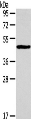 Western blot analysis of extracts of various cell lines, using NOMO1 antibody (TA379206) at 1:2000 dilution.|Secondary antibody: HRP Goat Anti-Rabbit IgG (H+L) at 1:10000 dilution.|Lysates/proteins: 25ug per lane.|Blocking buffer: 3% nonfat dry milk in TBST.|Detection: ECL Basic Kit .|Exposure time: 10s.