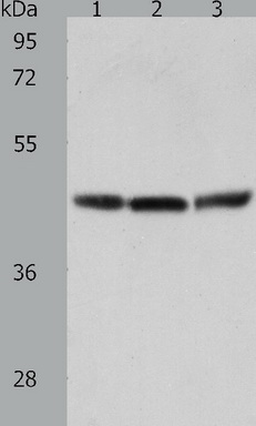 Predicted band size: 41 kDa. Positive control: Human fetal lung tissue, A549 cell and mouse lung tissue lysate. Recommended dilution: 1/200-1000. (Gel: 10%SDS-PAGE Lane 1: Human fetal lung tissue lysate Lane 2: A549 cell lysate Lane 3: Mouse lung tissue lysate Lysates: 40 ug per lane Primary antibody: 1/200 dilution Secondary antibody: Goat anti Rabbit IgG - H&L (HRP) at 1/10000 dilution Exposure time: 5 minutes)