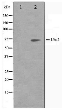 Western blot analysis on 293 cell lysate using Uba2 Antibody