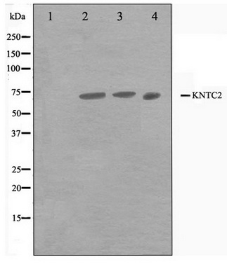 Western blot analysis on Jurkat, A549 and HuvEc cell lysate using HEC1 Antibody