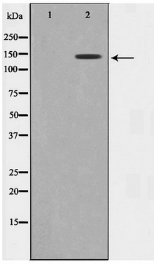 Western blot analysis on 293 cell lysate using GAK Antibody