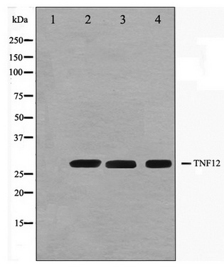 Western blot analysis on HuvEc, Jurkat and 293 cell lysate using TNFSF12 Antibody